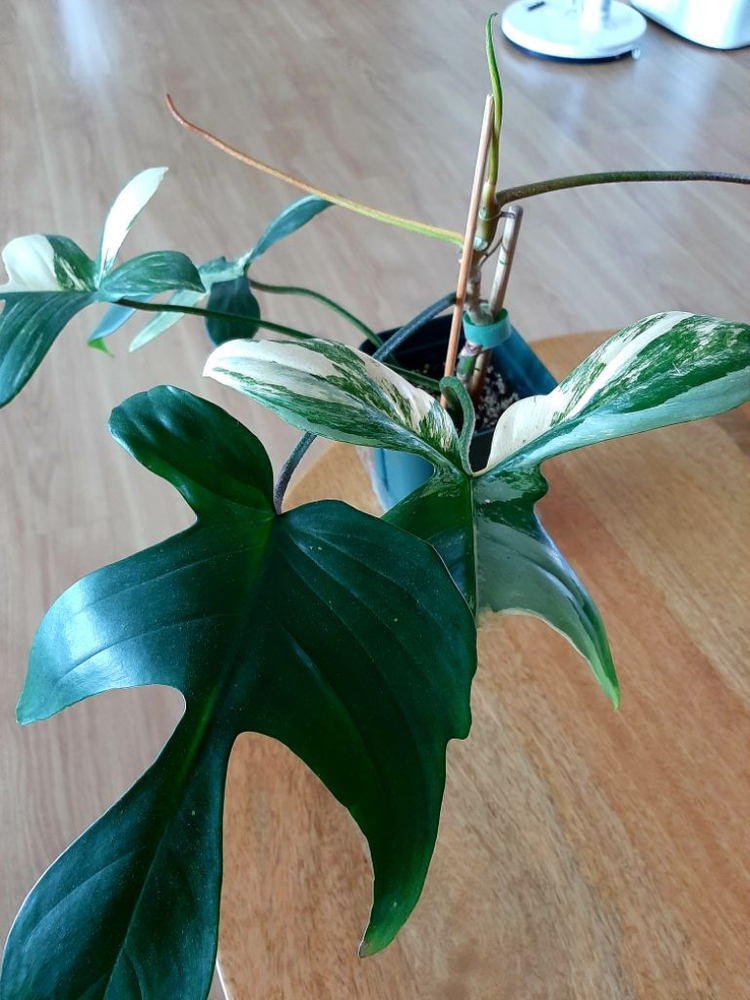 플로리다뷰티 이미지