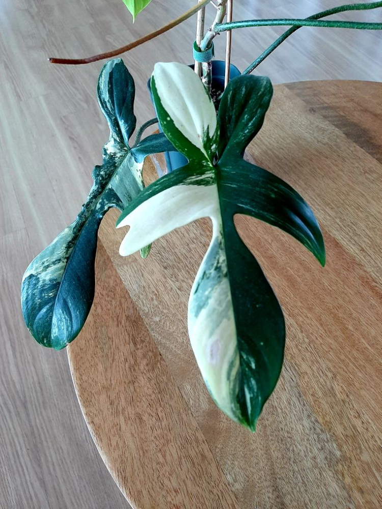 플로리다뷰티 이미지