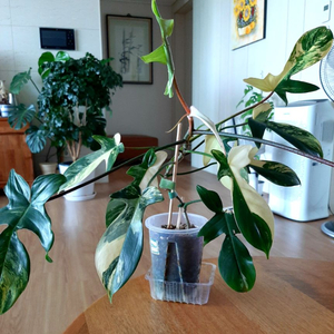 플로리다뷰티 대품 이미지