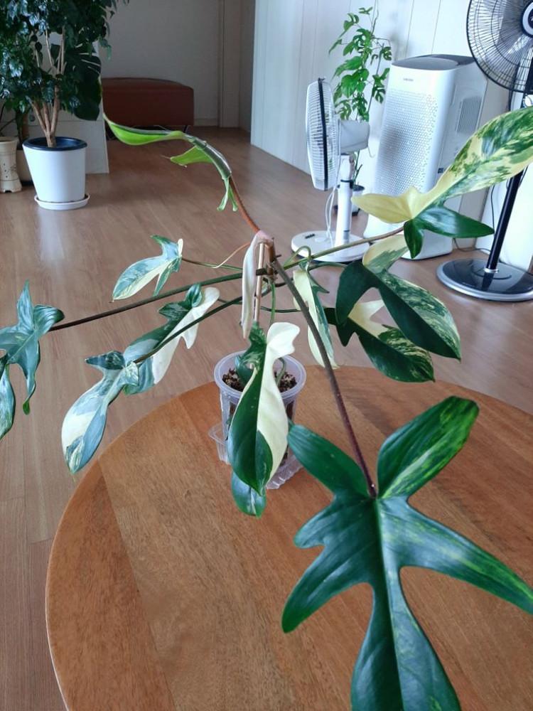 플로리다뷰티 대품 이미지