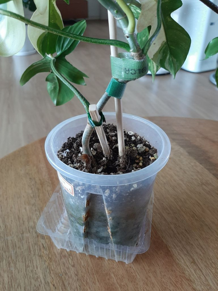 플로리다뷰티 대품 이미지