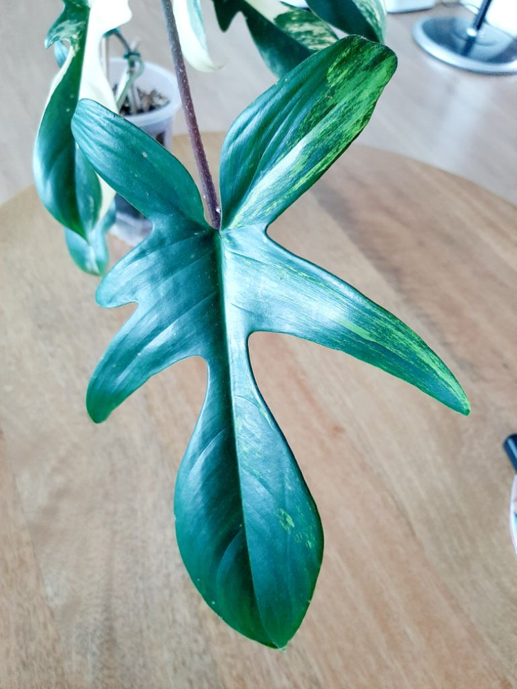 플로리다뷰티 대품 이미지