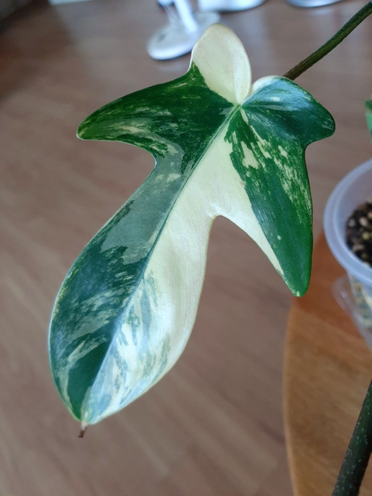 플로리다뷰티 대품 이미지