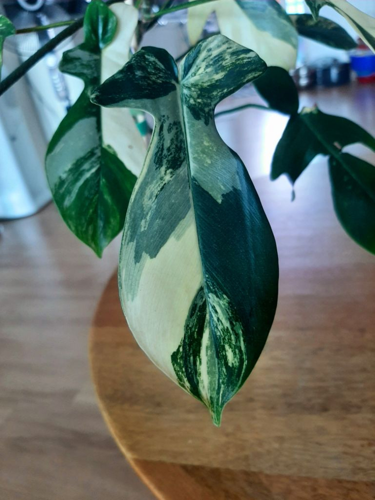 플로리다뷰티 대품 이미지