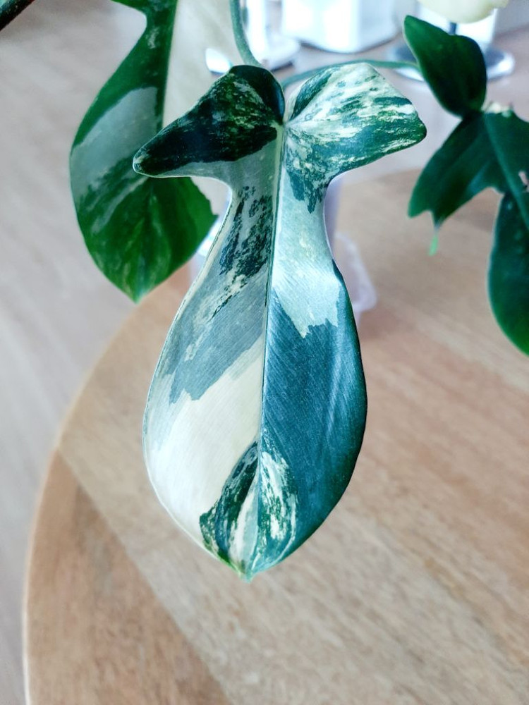 플로리다뷰티 대품 이미지