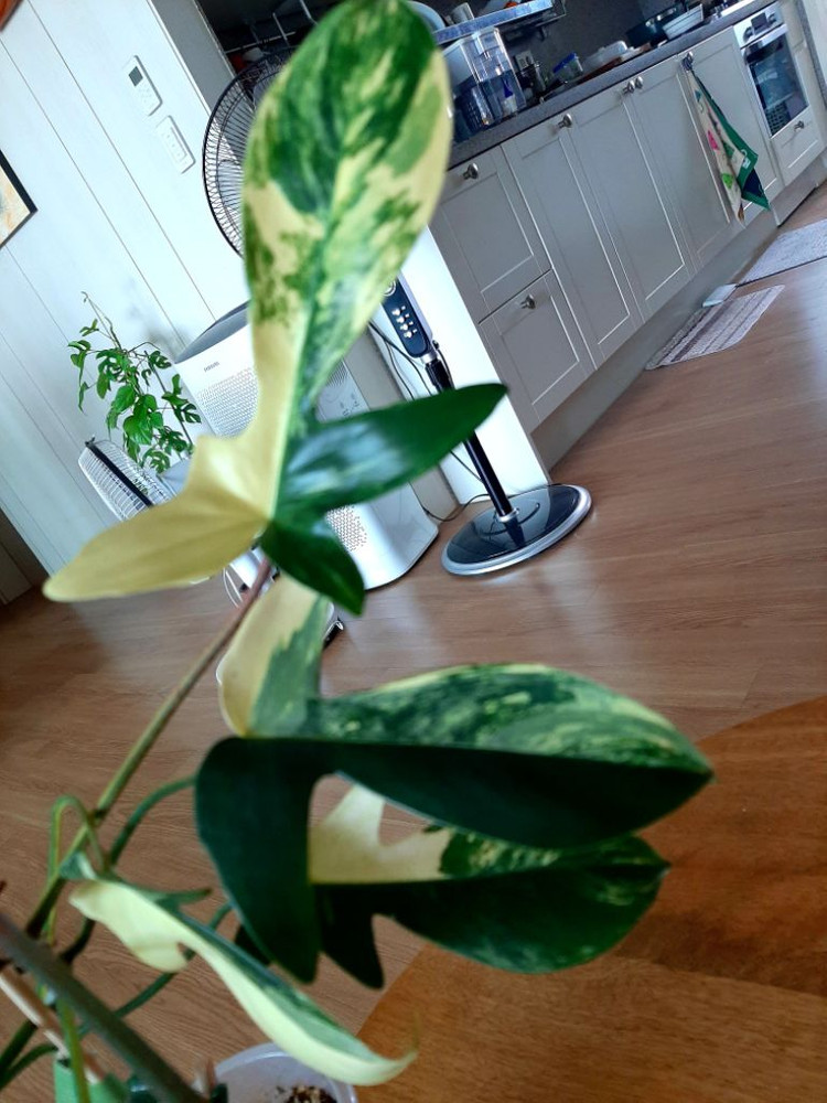 플로리다뷰티 대품 이미지