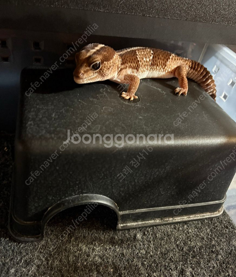 펫테일 게코 한쌍--1