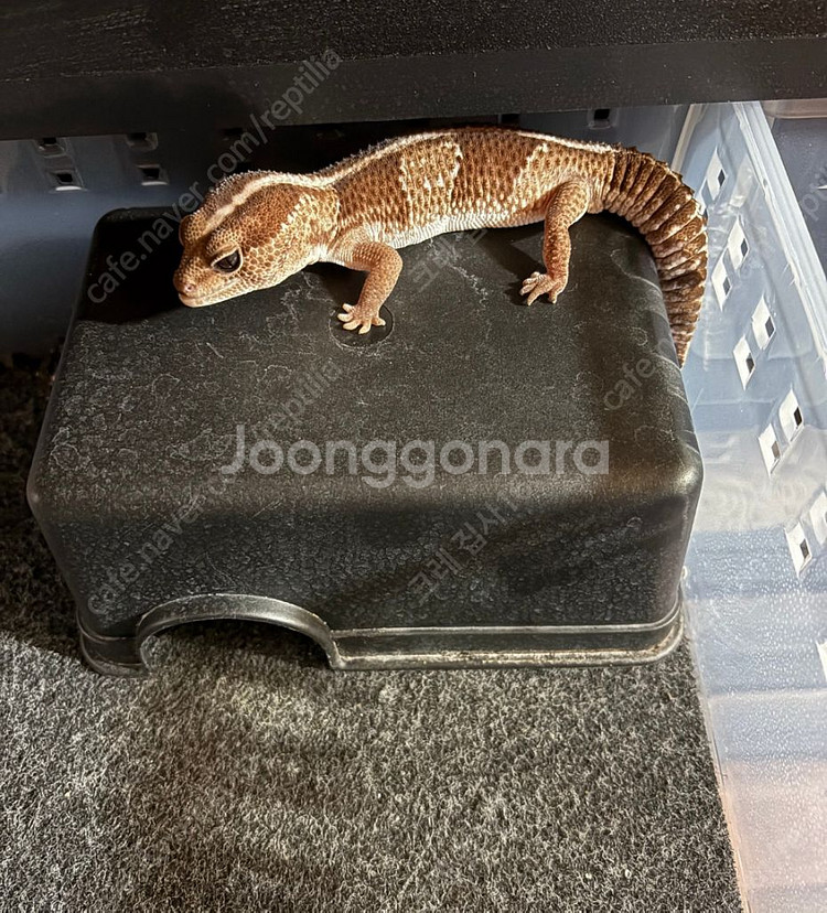 펫테일 게코 한쌍--0