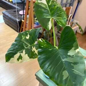 알로카시아마크로리자바리에가타