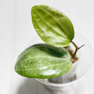 호야 사라왁민트 알로카시아 안스리움아님