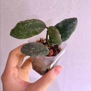 호야 웨이마니 스플래쉬
