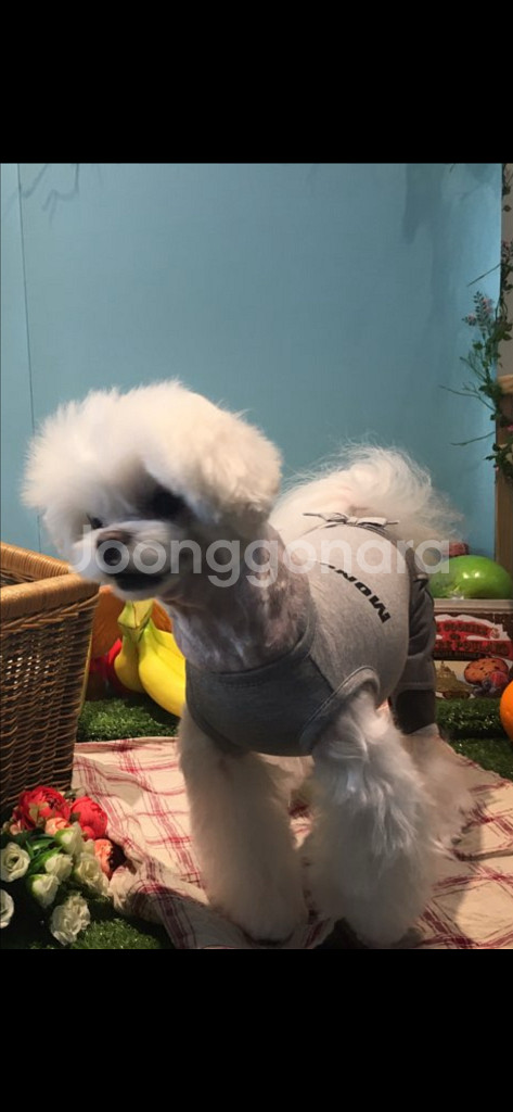 강아지옷올인원--1