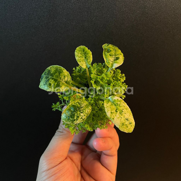 돌스테니아 포에디타(+구름이끼)--0