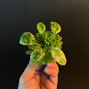 돌스테니아 포에디타(+구름이끼)