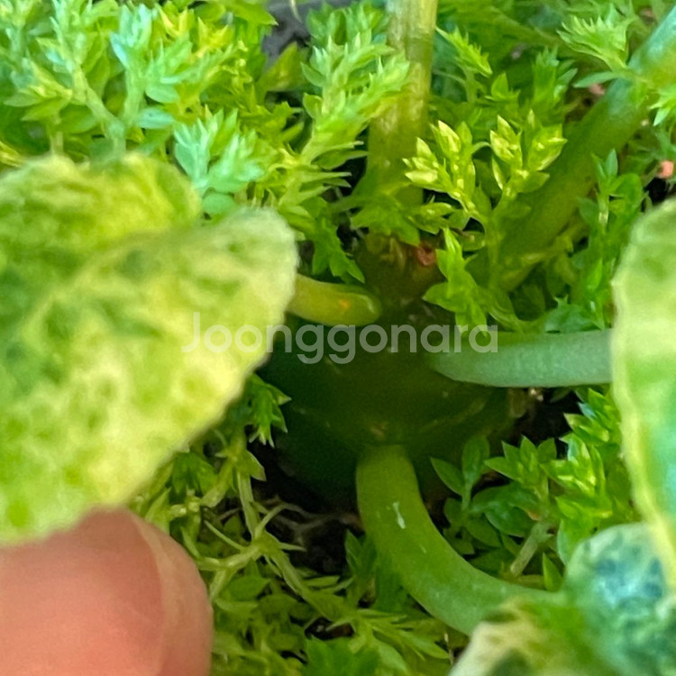 돌스테니아 포에디타(+구름이끼)--2