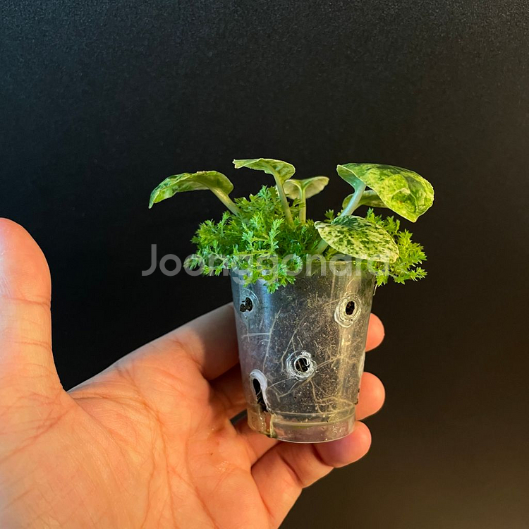 돌스테니아 포에디타(+구름이끼)--1