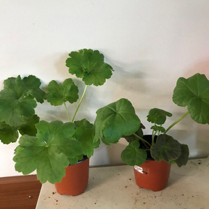 Ta마르셀 썸머홀리데이 러시아 제라늄