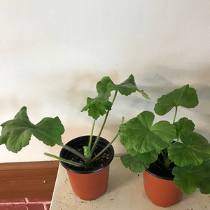 메를레종2 샤이아망떼 러시아 제라늄