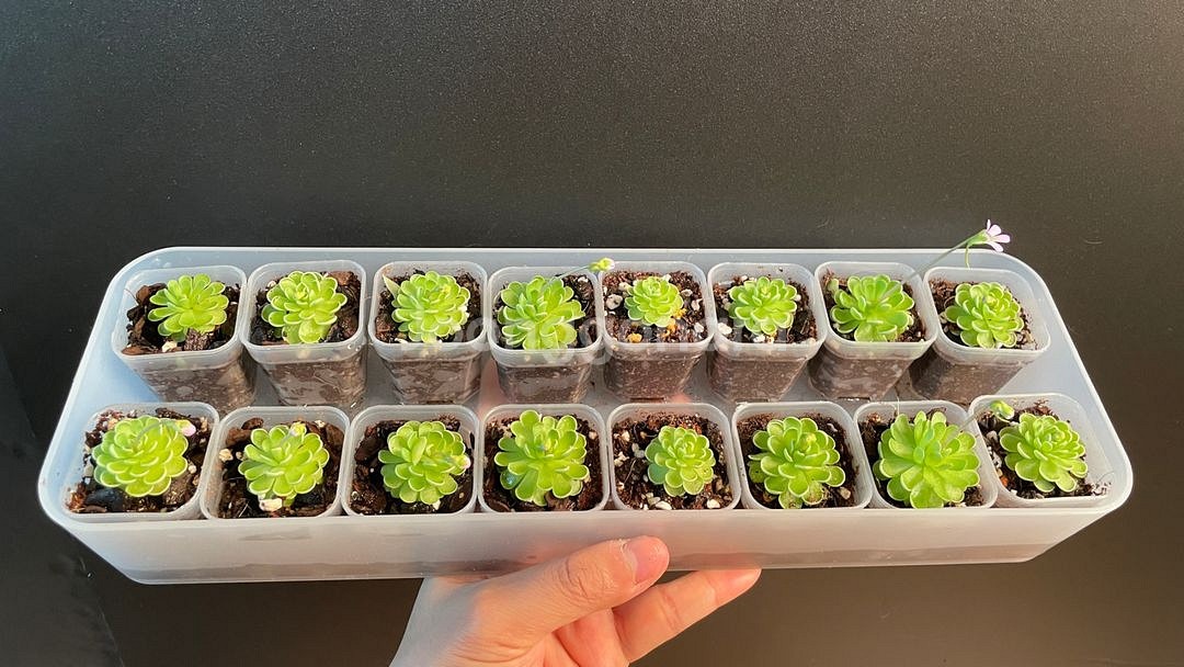 엣셀리아나 벌레잡이제비꽃--1