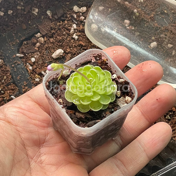 엣셀리아나 벌레잡이제비꽃--0