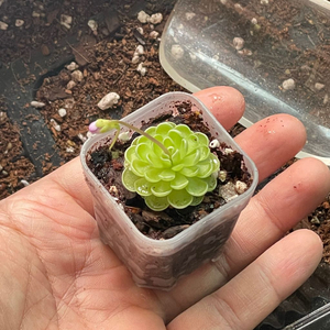 엣셀리아나 벌레잡이제비꽃