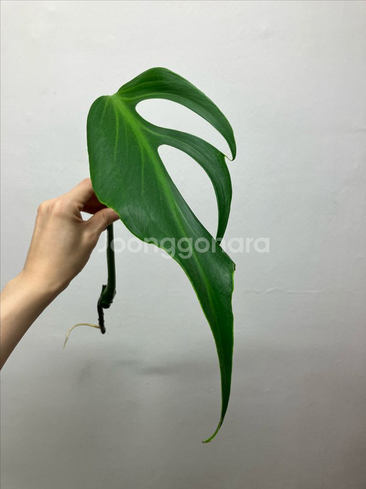 몬스테라 딜라체라타(버럴막스 플레임)--0