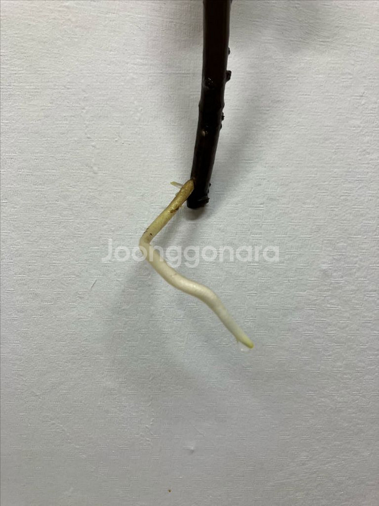 몬스테라 딜라체라타(버럴막스 플레임)--3