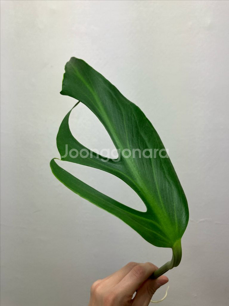 몬스테라 딜라체라타(버럴막스 플레임)--1