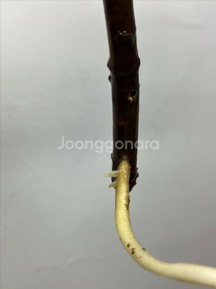 몬스테라 딜라체라타(버럴막스 플레임)--4