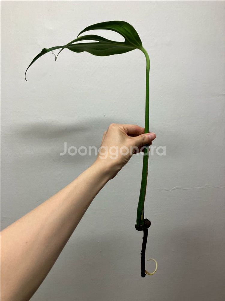 몬스테라 딜라체라타(버럴막스 플레임)--2