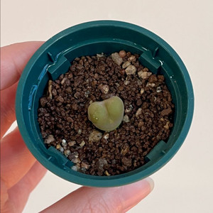 아프리카식물 마우가니