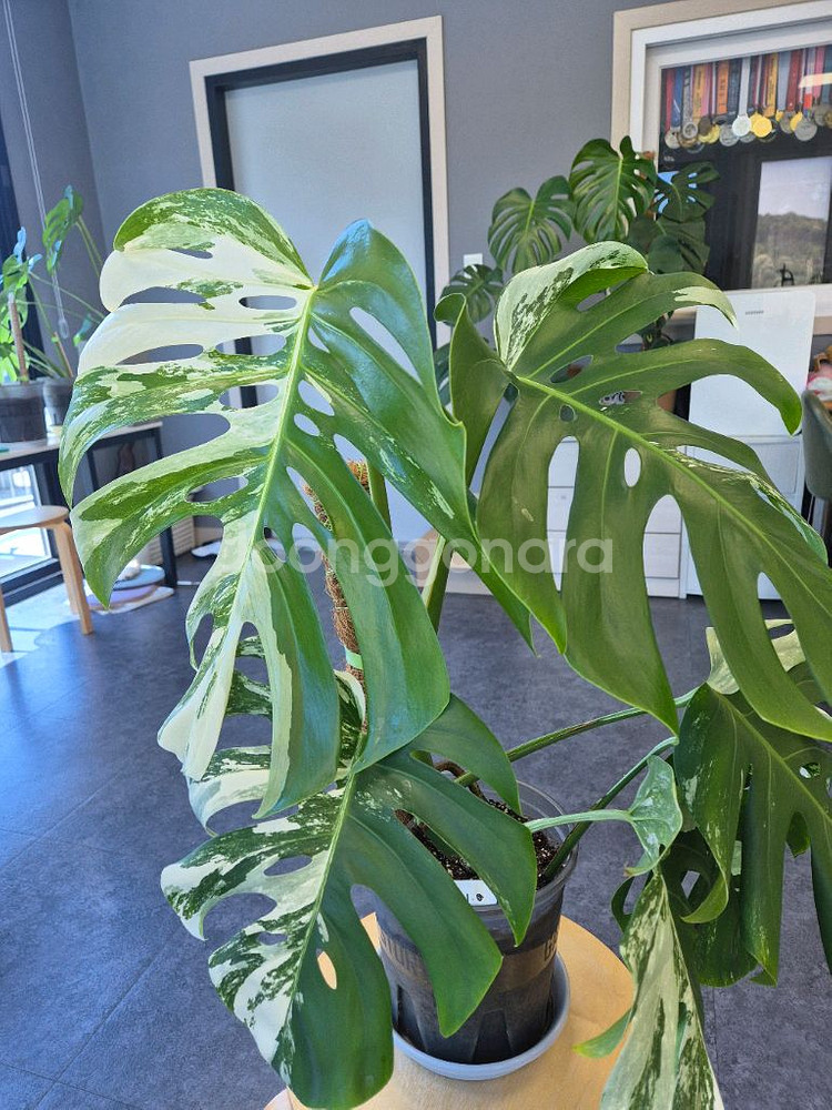 몬스테라알보 탑3장 판매--0