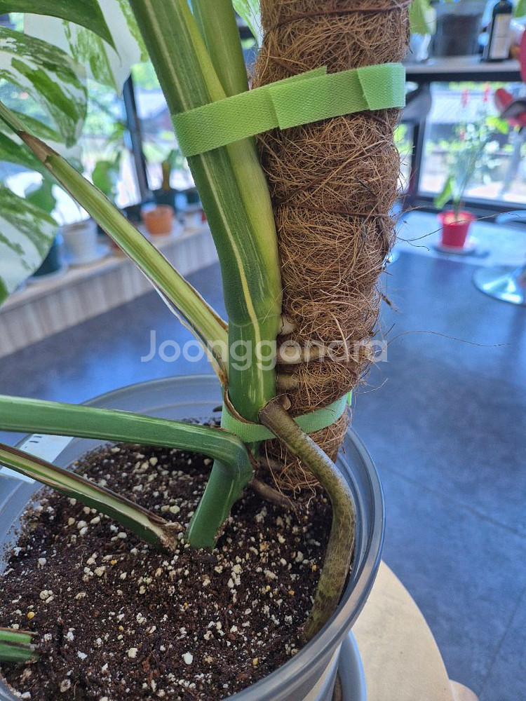 몬스테라알보 탑3장 판매--4