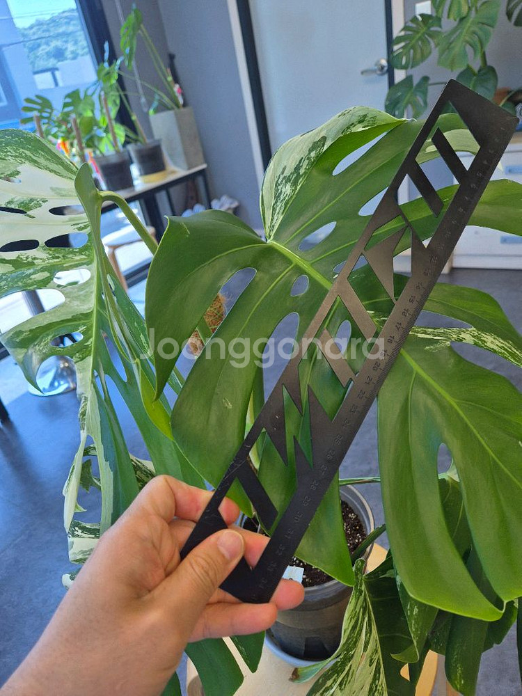 몬스테라알보 탑3장 판매--2