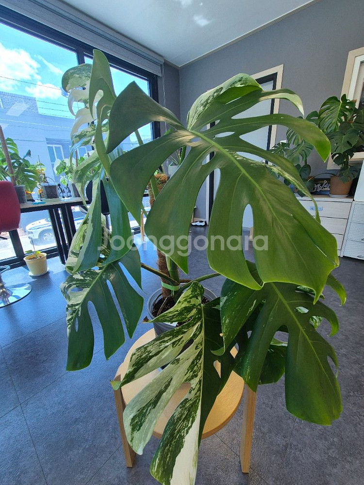 몬스테라알보 탑3장 판매--5