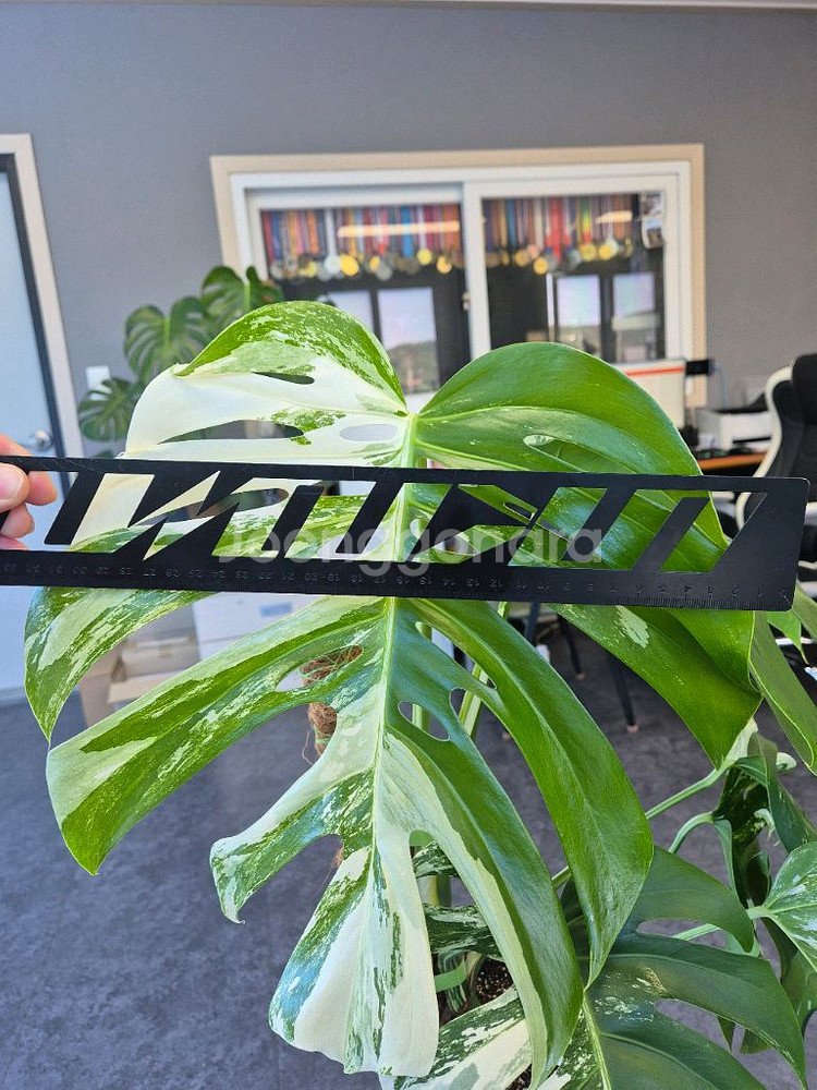 몬스테라알보 탑3장 판매--1