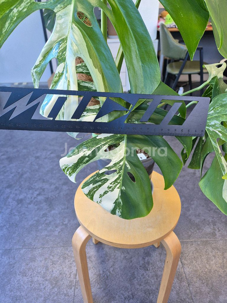 몬스테라알보 탑3장 판매--3