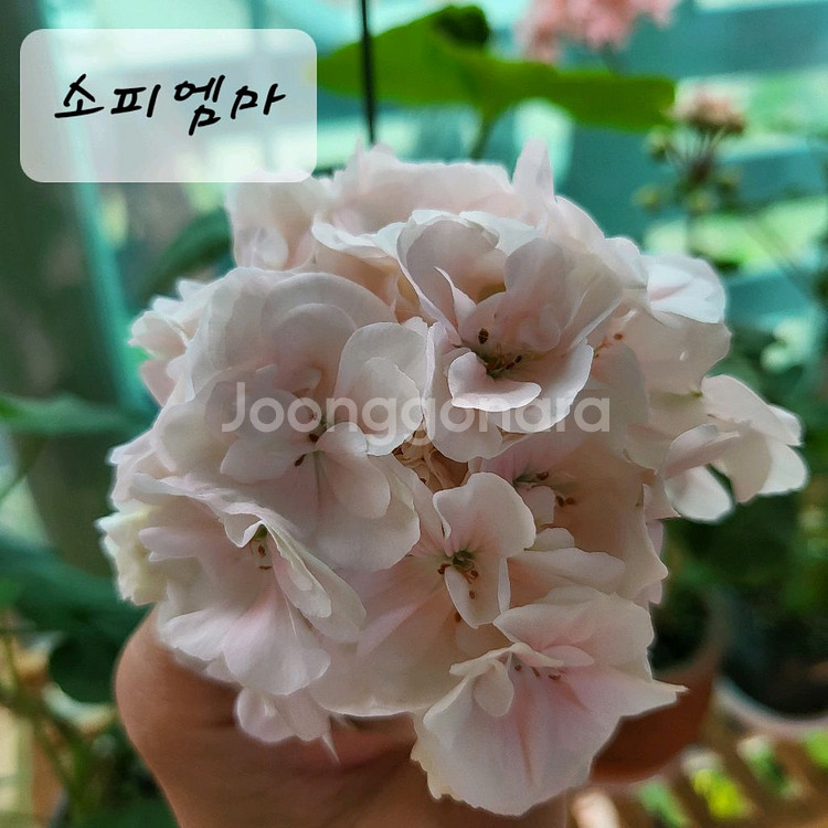 소피엠마 제라늄--0