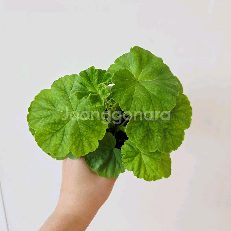 소피엠마 제라늄--1