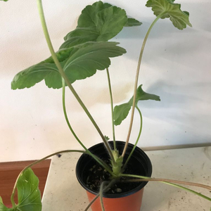 러블리웨라 유럽제라늄