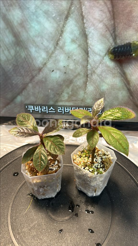 희긔정글식물, 핑크헤어리--0