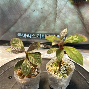 희긔정글식물, 핑크헤어리