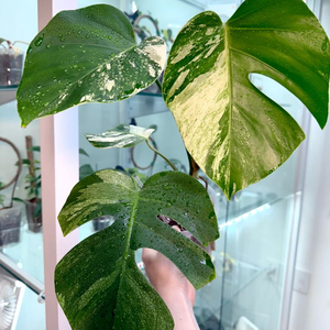 몬스테라 델리시오사 민트바리에가타
