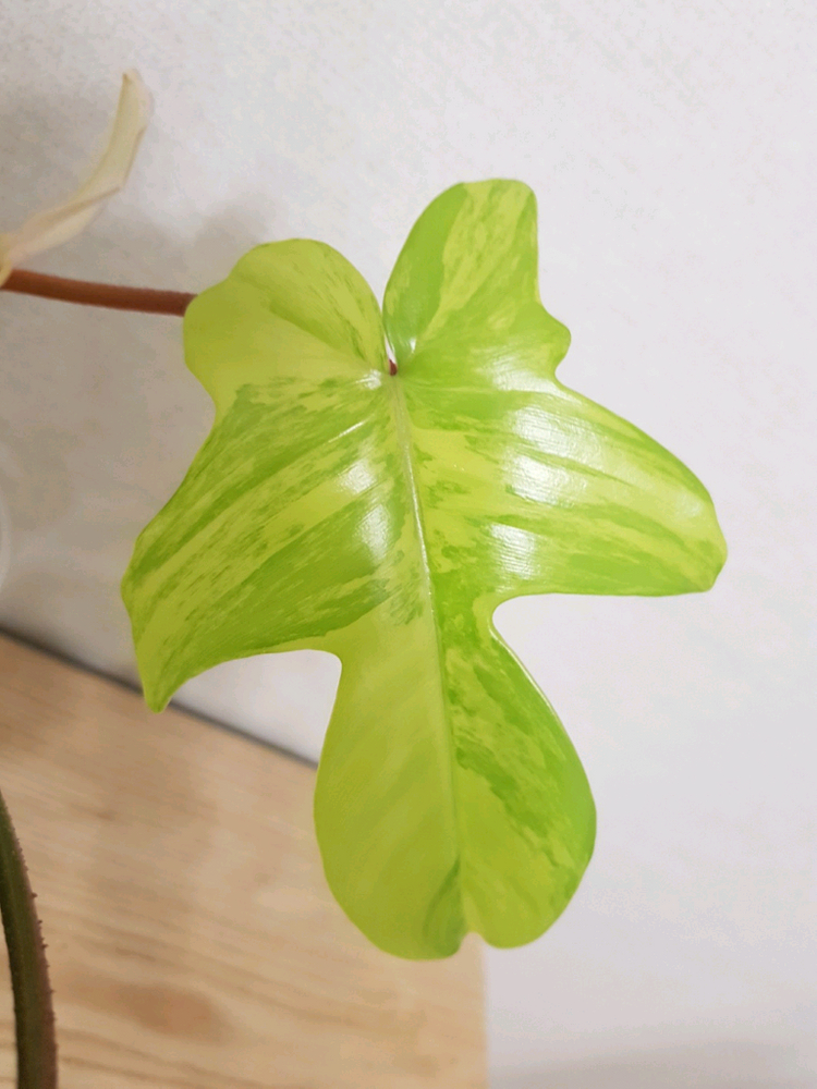 플로리다뷰티 바리에가타 이미지