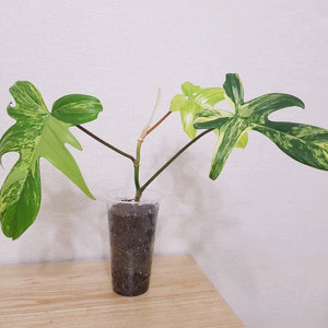 플로리다뷰티 바리에가타