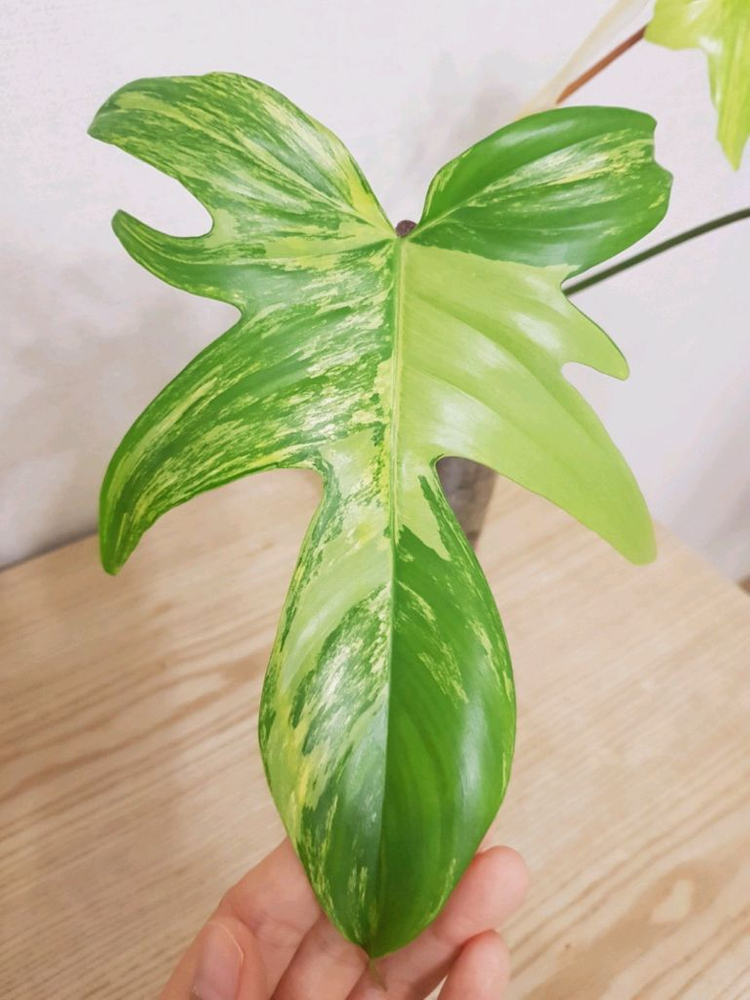 플로리다뷰티 바리에가타 이미지