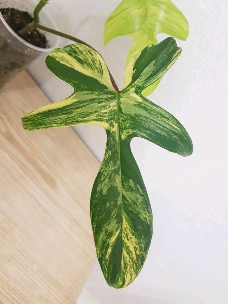 플로리다뷰티 바리에가타 이미지