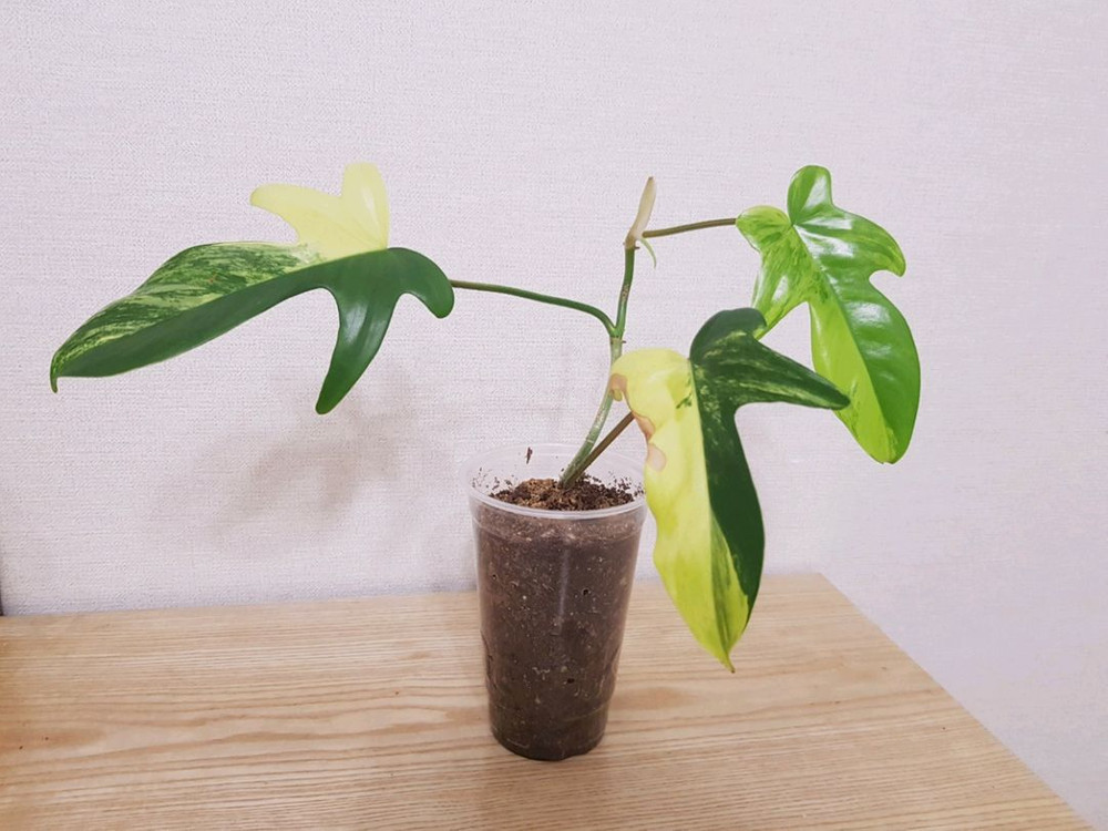 플로리다뷰티 바리에가타 이미지