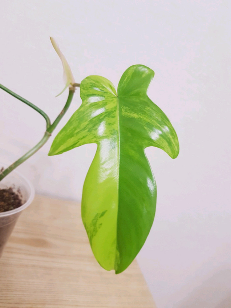 플로리다뷰티 바리에가타 이미지