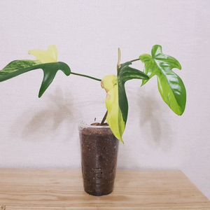 플로리다뷰티 바리에가타